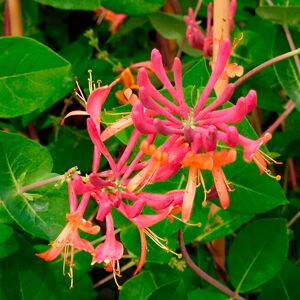 JAVOY PLANTES Chevrefeuille 'Goldflame' - lonicera heckrottii 1,5L