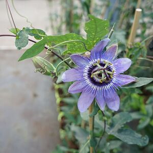 JAVOY PLANTES Passiflore 'Lady Betty Myles Young' - passiflora 3L