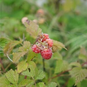 JAVOY PLANTES Framboisier remontant 'Versailles' - rubus idaeus 3L