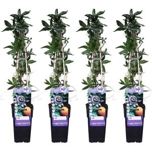 La Green Touch Passiflore Caernule - Lot de 4