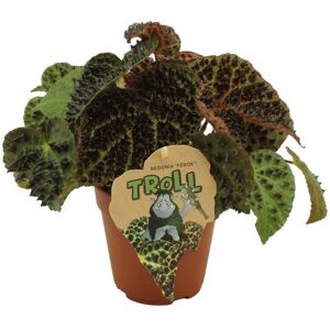 La Green Touch Begonia Rex Ferox 25cm - Plante d'interieur