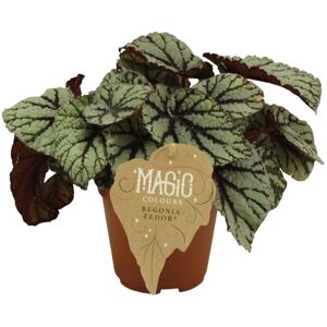 La Green Touch Begonia Rex Fedor 25cm - Plante d'interieur