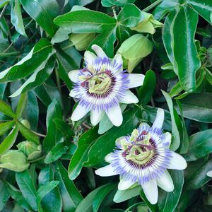 JAVOY PLANTES Passiflore bleue - passiflora caerulea 1,5L