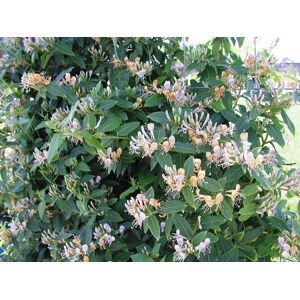 TRAVERS LONICERA periclymenum CAPRILIA Ever 'Inov 42' C3L