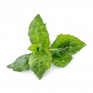 VERITABLE Recharge VERITABLE Menthe Verte BIO