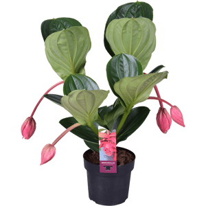 Medinilla Flamenco avec 4 boutons floraux