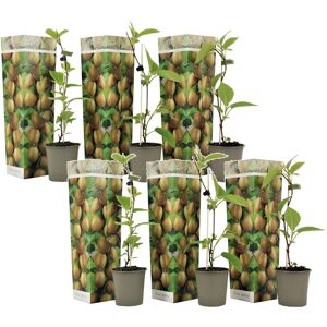 Kiwi Actinidia'Jenny'- Set de 6 - Plantes de kiwi - Pot 9cm - Hauteur 20-40cm