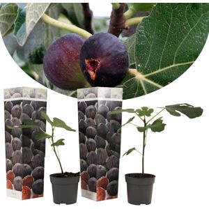 FloraStore Ficus Carica - Set de 2 - Figuier rustique - Pot 9cm - Hauteur 25-40cm