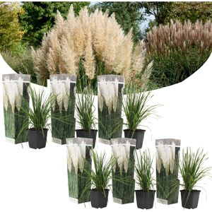 Cortaderia selloana - Set de 6 - La pampa - Blanc - Pot 9cm - Hauteur 25-40cm