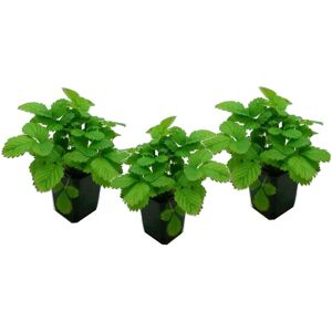 FloraStore Fragaria x ananassa Roman - Set de 3 - Fraisier - Pot 9cm - Hauteur 15-20cm