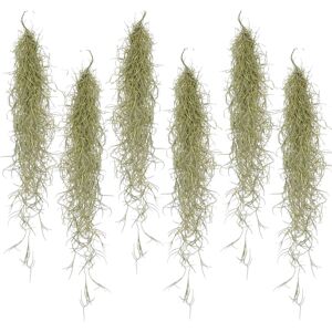 Tillandsia Usneoides'Beard tillandsias'- Set de 6 - Hauteur 25-50cm