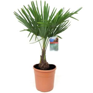 Trachycarpus Fortunei - Palmieréventail - Pot 21cm - Hauteur 65-75cm