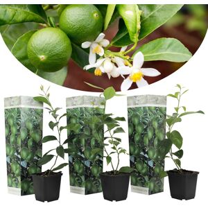 Citrus aurantifolia Lime - Citronnier - Set de 3 - Pot 9cm - Hauteur 25-40cm