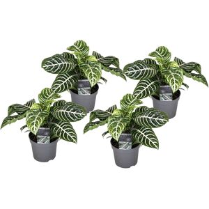 Aphelandra - Set de 4 - Plante Zébrée - Pot 13cm - Hauteur 25-45cm