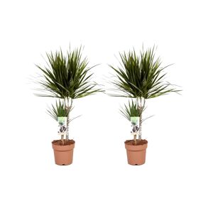 Dracaena Marginata - Set de 2 - Dragonnier - Pot 17cm - Hauteur 70-80cm