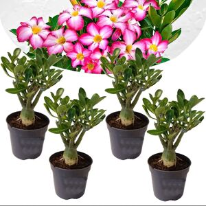 Adenium Obesum - Set de 4 - Roses du désert - Pot 10.5cm - Hauteur 25-40cm