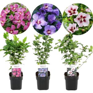 FloraStore Hibiscus Syriacus - Mélange de 3 - Hibis de Syrie - Pot 17cm - Hauteur 25-40cm - Publicité