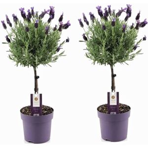 Lavandula stoechas'Anouk'- Set de 2 - Lavande - Pot 15cm - Hauteur 45-55cm