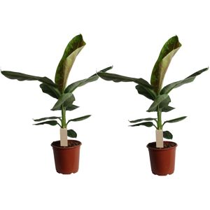 Musa Cavendish - Set de 2 - Plantes d'intérieur - Pot 21cm - Hauteur 90-100cm