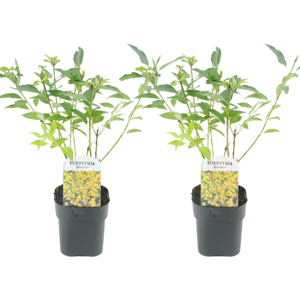 FloraStore Forsythia intermedia'Minigold'- Set de 2 - Pot 17cm - Hauteur 25-40cm