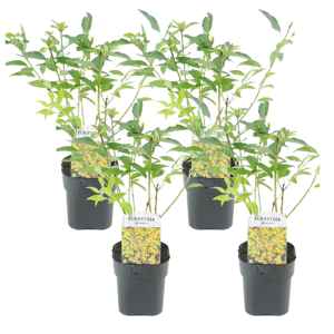 FloraStore Forsythia intermedia'Minigold'- Set de 4 - Pot 17cm - Hauteur 25-40cm