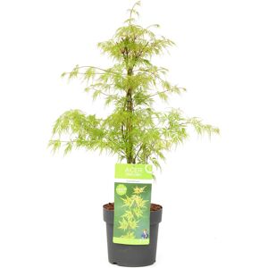 Acer palmatum'Emerald Lace'-Érable japonais - Pot 19cm - Hauteur 60-70cm