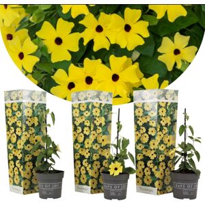 Thunbergia'Lemon Star'- Set de 3 plantes - Pot 9cm - Hauteur 25-40cm