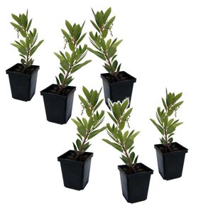 FloraStore Arbutus Unedo - Set de 6 - Fraisier - Pot 9cm - Hauteur 25-40cm