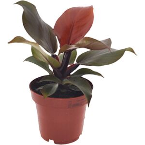 FloraStore Philodendron'Lumiere du soleil'-? 12cm - Hauteur 20-30cm