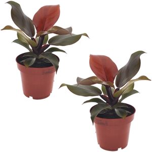 FloraStore Philodendron'Lumiere du soleil'- Set de 2 - Pot 12cm - Hauteur 20-30cm