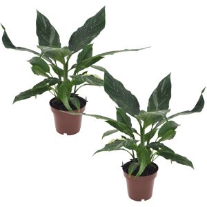 Spathiphyllum Diamond'lys de la paix'- Set de 2 - Pot 12cm - Hauteur 40-50cm