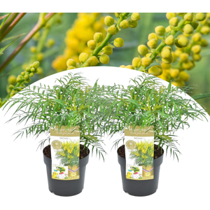 Mahonia'Douce caresse'- Set de 2 - Rustique -12°C - Pot 13cm - Hauteur 30-40cm