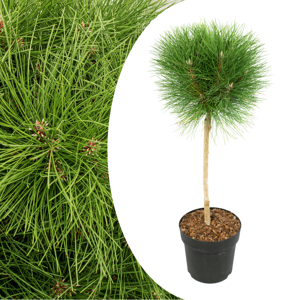 Pinus'Brise d'été'- Pin nain - Pot 24cm - Hauteur 70-80cm