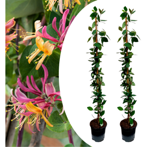 FloraStore Lonicera - Set de 2 - Chevrefeuille - Rustique - Pot 17cm - Hauteur 110-120cm