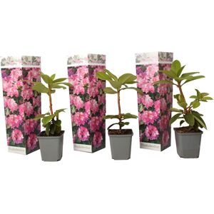 Rhododendron'Elegans Pink'Rose - Set de 3 - Pot 9cm - Hauteur 25-40cm