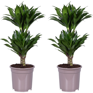 Dracaena deremensis'Compacta'- lot de 2 - Taille du pot 17cm - Hauteur 60-70cm