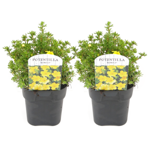 FloraStore Potentilla Kobold - Set de 2 - Potentille arbustiv -Pot 17cm-Hauteur 20-30cm