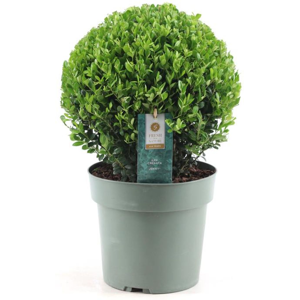 FloraStore Ilex crenata forme boule - Houx japonais - Plante de jardin -a17cm - H30-40cm