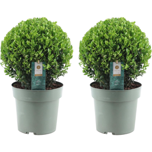 Ilex crenata forme boule - Houx japonais - lot de 2 -⌀17cm - Hauteur 30-40cm