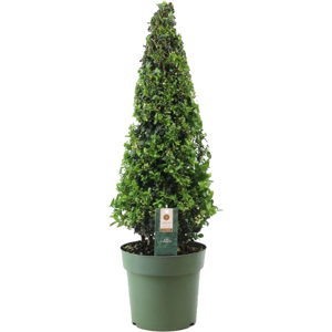 FloraStore Ilex crenata Pyramid'Houx japonais'- Plante de jardin -a21cm - H55a65cm