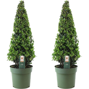 FloraStore Ilex crenata'Pyramid'- Houx japonais - lot de 2 -a21 cm - Hauteur 55-65 cm