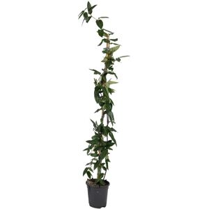 FloraStore Lonicera henryi'Beaute du cuivre'- Chevrefeuille - Jaune - Hauteur 110-120cm