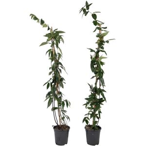 FloraStore Lonicera henryi'Beaute du cuivre'- Lot de 2 - Chevrefeuille - Hauteur 110cm