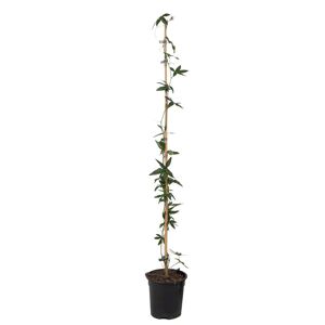 FloraStore Passiflora'Caerulea'XLaaaa- Passiflore - Jardin - a17 cm - Hauteur 110-120 cm
