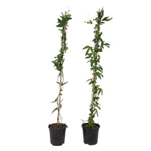 FloraStore Passiflore'Constance Elliot'XL - 2 pieces - Passiflore - ?17 cm - H120 cm