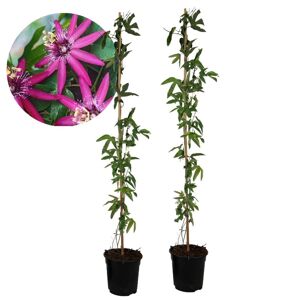 FloraStore Passiflore'Victoria'XL - 2 pieces - Passiflore - ?17 cm - H120 cm