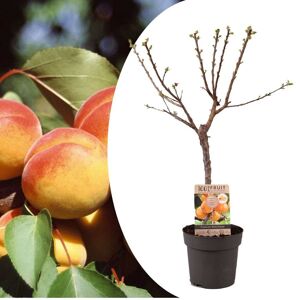 Prunus Armeniaca - Abricotier - Arbre fruitier -⌀21cm - Hauteur 90-100cm