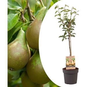 FloraStore Pyrus communis'Conference'poirier - Arbre fruitier -a21cm - hauteur 90-100cm