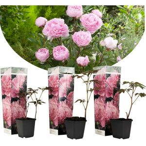 Paeonia'Sarah Bernhardt'- Rose - Lot de 3 - Pivoine -⌀9cm - Hauteur 0-40cm