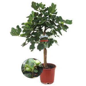 FloraStore Ficus Carica - Figuier - Pot 21cm - Hauteur 70-90cm